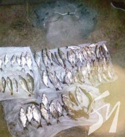 На Чернігівщині браконьєри завдали збитків на понад 7 тисяч гривень На Чернігівщині браконьєри завдали збитків на понад 7 тисяч гривень